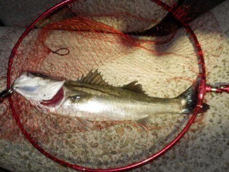 ちょっと聞いて！めちゃ嬉しい‼60・66‼…